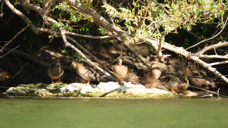 Enten-Auf-Einem-Felsen-Unter-Einigen-Bäumen-Entlang-Eines-Flusses,-Frankreich,-Herault,-Wildtiervogel